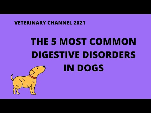 Veterinary Gastroenterology: The 5 Most Common Digestive Disorders In Dogs