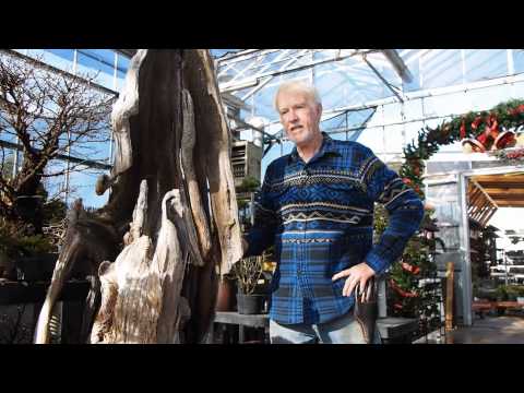 Plant City Bonsai - December 2014