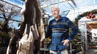preview picture of video 'Plant City Bonsai - December 2014'