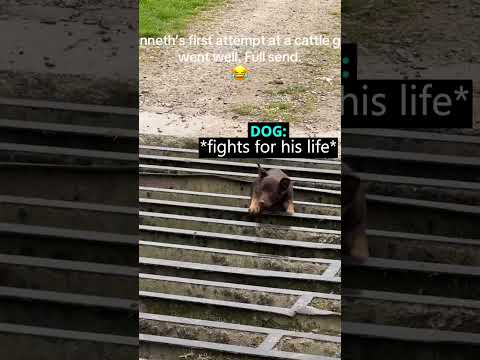 This Dog Jumped Onto The Cattle Grid 😳 (leegatefarmmalham/TT)
