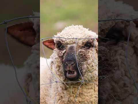 🐑 Schafe haben keine Wahl #shorts #schaf #mai #bäh #mäh