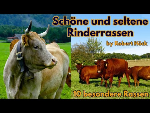 Beautiful and rare cattle breeds - A documentary about cows - Animals film by Robert Höck HD