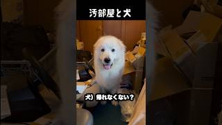 ゴミ部屋からバック出庫する愛犬 #グレートピレニーズ #大型犬 #愛犬 #かわいい犬 #greatpyrenees