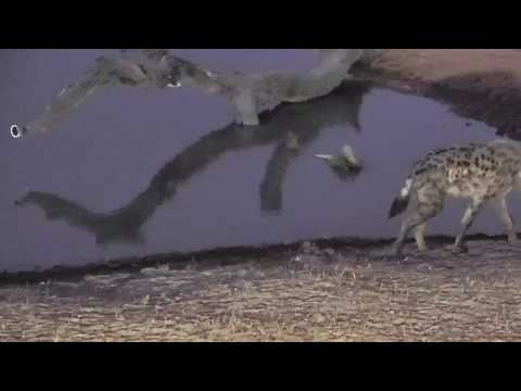 Djuma: Lone Hyena - 18:07 - 09/22/18