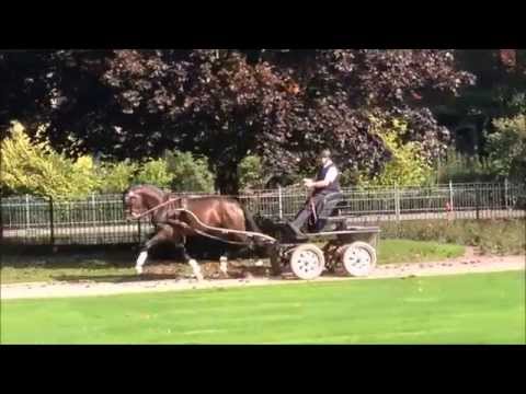 Bundeschampion FLAVIS auf dem Rondell 2014