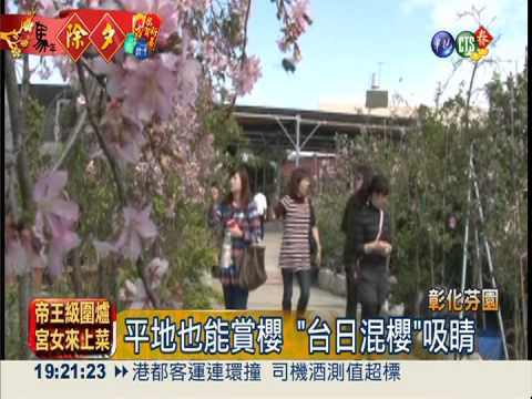 來去彰化走春 櫻花.茶花粉嫩爭妍