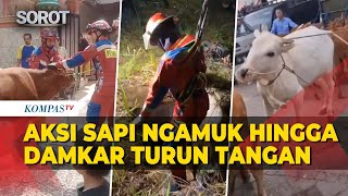 Download lagu Hilarious but Intense! Compilation of Rampaging Qurbani Cows, Firefighters Even Had to Intervene mp3 Download lagu Hilarious but Intense! Compilation of Rampaging Qurbani Cows, Firefighters Even Had to Intervene mp3