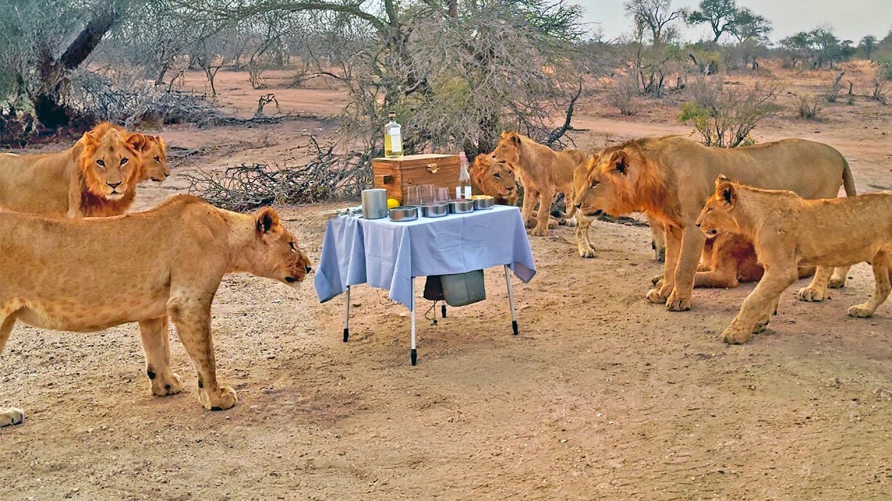 Curious Lions Interrupt Sundowners and Run Off With Cooler