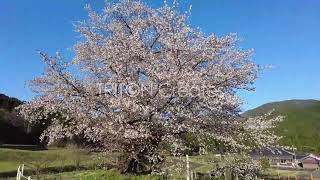 尾所の桜 #01