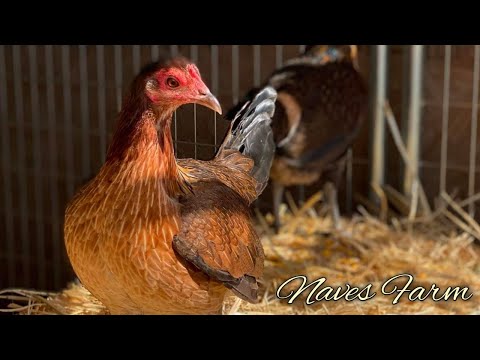 Rounhead Albany Kelso - NAVES FARM