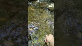 Download lagu Memancing Ikan Trout Liar di Sungai Kecil Pegunungan pada Musim Gugur 🍂🎣🏔️ mp3