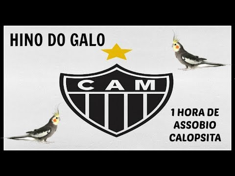 ASSOBIO CALOPSITA - HINO DO GALO / ATLÉTICO MINEIRO