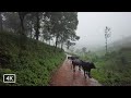 Walk In Rain And Chilling Mist Kerala Monsoon Season 4K ASMR Rain Sounds For Sleep And Relaxing