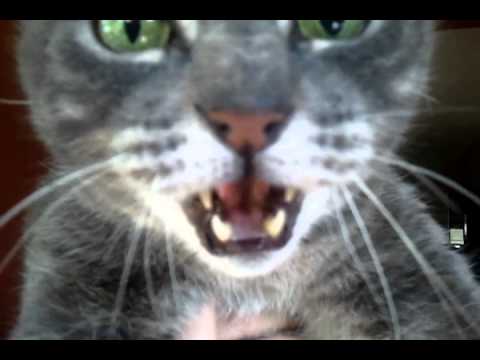 Vinnie sings Happy Birthday