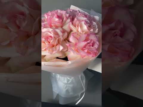 Видео французской розы
