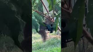 Squirrel on the tall bird feeder