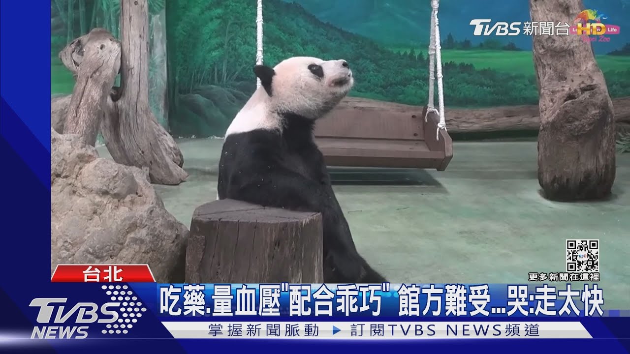 不捨...團團病逝 粉絲抱館區人員哭:不能接受