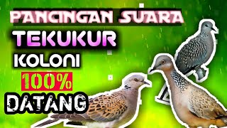 Download lagu PANCINGAN PEMANGGIL SUARA BURUNG TEKUKUR KOLONI  AMPUH, paling JERNIH mengundang tekukur berdatangan mp3