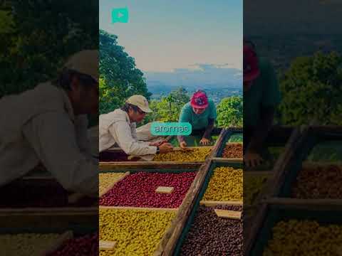 Sí, en Guanacaste también hay café de altura (y pocos lo saben)