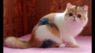 Exotic cat History, Personality, Health, Care