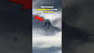 蜘蛛の雲!?🕷️ | オーストラリアでは今が蜘蛛の季節🕸️
