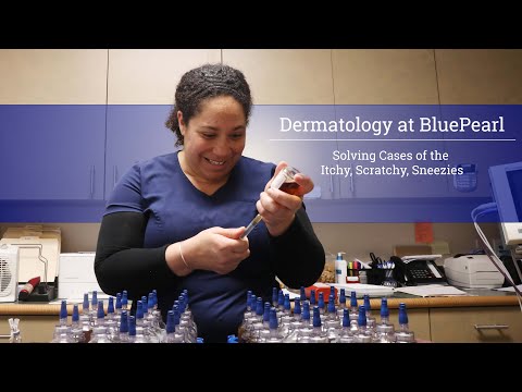 Treating Pet Allergies - Dermatology at BluePearl