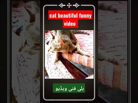 Cat beautiful funny Video #Tanveer info