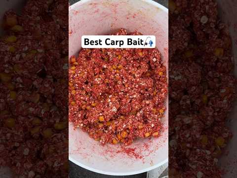 The Best Carp Bait in the World! #shorts #fishing #carpfishing