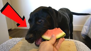 Labrador Puppy Reviews Fruit!!