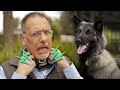 Dog shock collars: How they work & why you may NOT want one
