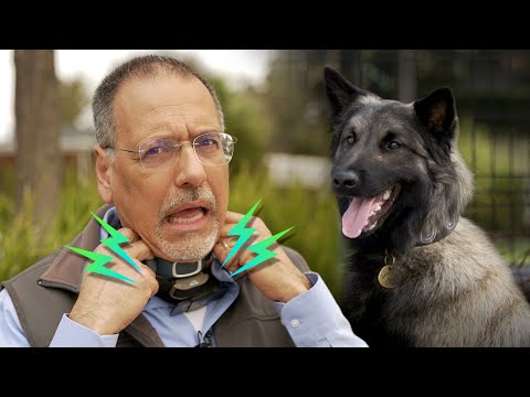 YouTube video about: Are vibrating collars safe for dogs?