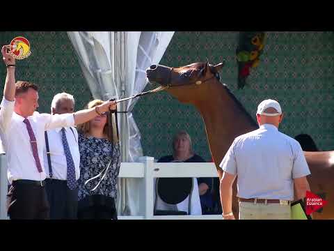 Elran Cup 2018 - Class 9