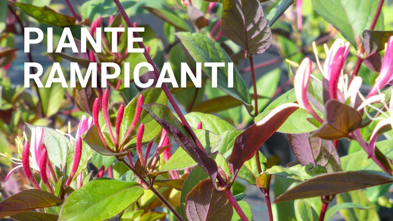 Piante Rampicanti, scegli la più bella