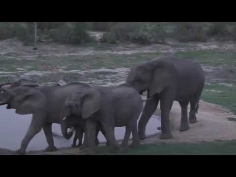 Djuma: Elephants come for a drink - 18:44 - 12/21/18