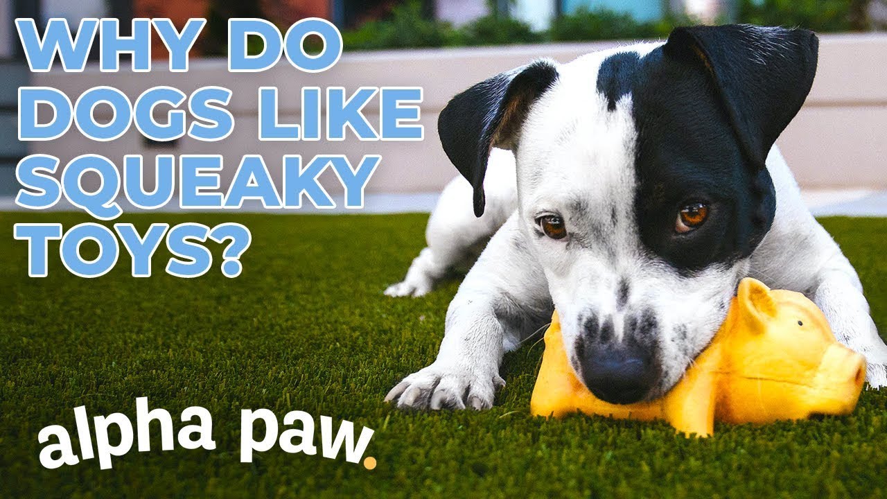 Why Do Dogs Like Squeaky Toys?
