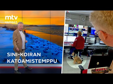 Pekka Poudan Sini-koira teki katoamistempun suorasta lähetyksestä