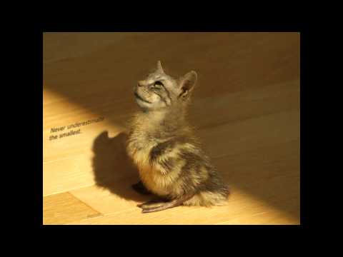 Video thumbnail for Appalachian Lullaby