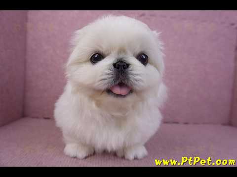 12/17北京狗公幼犬2號