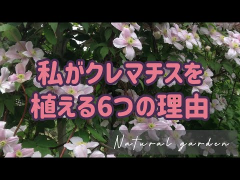 見た目も味も楽しめる、美しく良質な屋外用の食用つる性植物のセレクションです。どれを植えるかはあなた次第です！  庭園