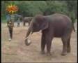 Olifant met
