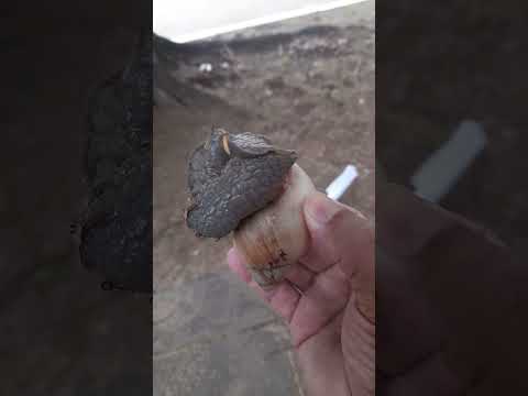 caracol en Ituzaingo Ctes