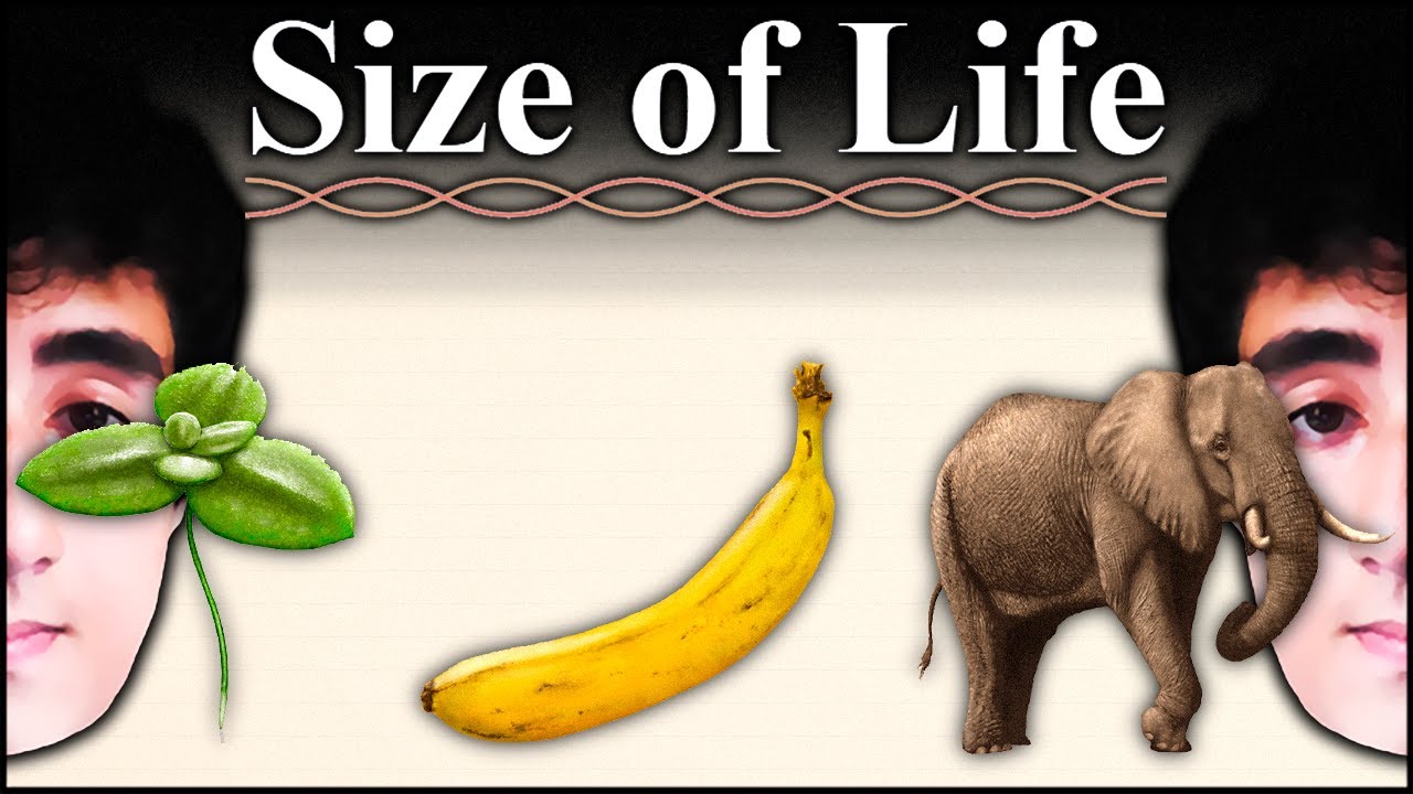 O TAMANHO DA VIDA 🌱 Felps