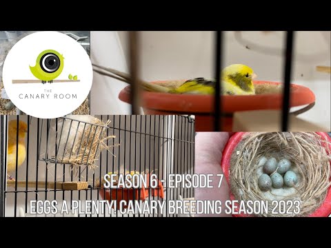 The Canary Room Season 6 Episode 7 - 2023 Canary Breeding Season in full swing