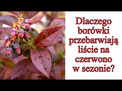 Liście borówki czerwienieją w środku lata - Ogrodowe pierdamony 166
