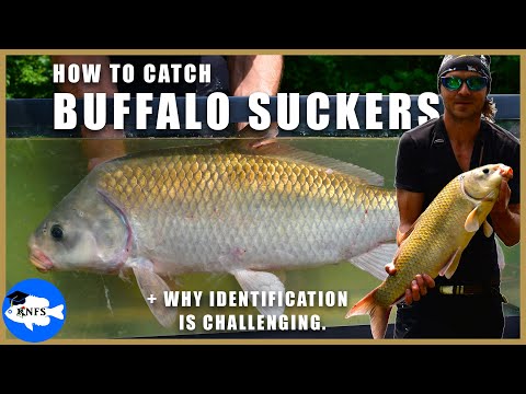 A Fishing Method for Buffalo Suckers - Black & Smallmouth