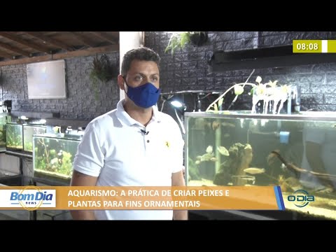 Aquarismo: A prática de criar peixes e plantas para fins ornamentais 28 05 2021