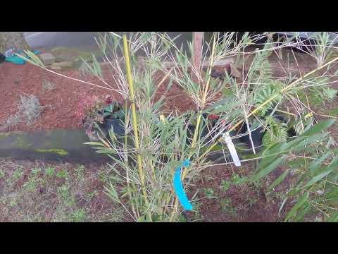 Chusquea culeou is a very different bamboo