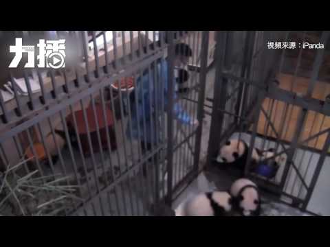 ​熊貓寶寶集體「逃獄」