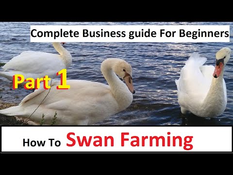 , title : 'How To Start Swan Farming | Part 1 | Business Starting Guide For Beginners | Complete Guide |'
