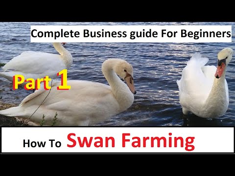 How To Start Swan Farming | Part 1 | Business Starting Guide For Beginners | Complete Guide |